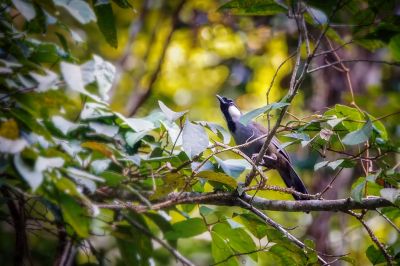 Weißohrhäherling / Black-throated Laughingthrush